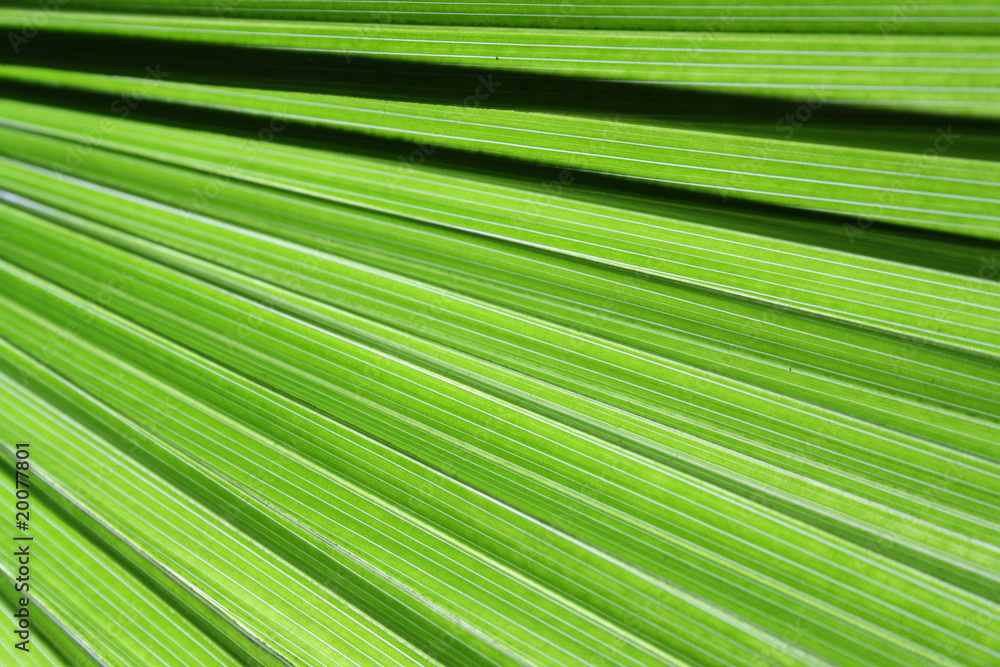 Blatt_Palme Blatt_Palme