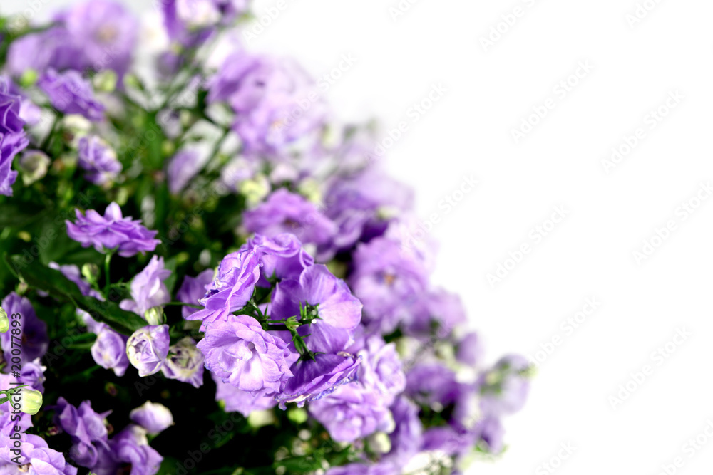 Flower campanula Flower campanula
