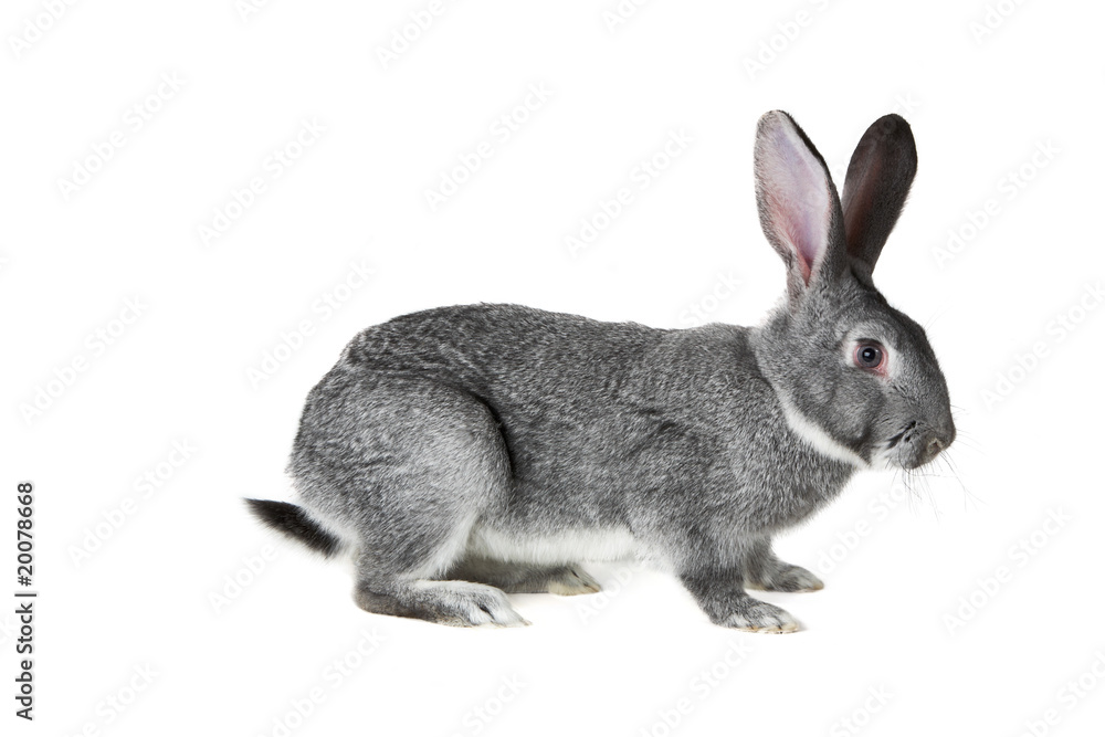 Obraz premium Grey rabbit