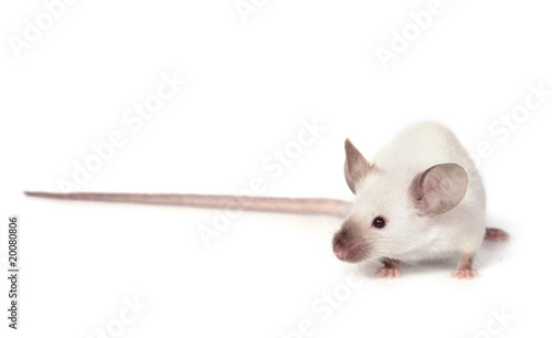 little fancy mouse photo