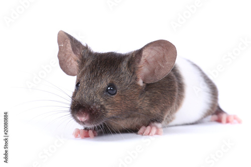 little fancy mouse