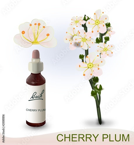 Cherry Plum