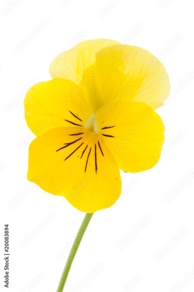 pansies pansies
