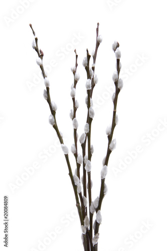 Palmkaetzchen