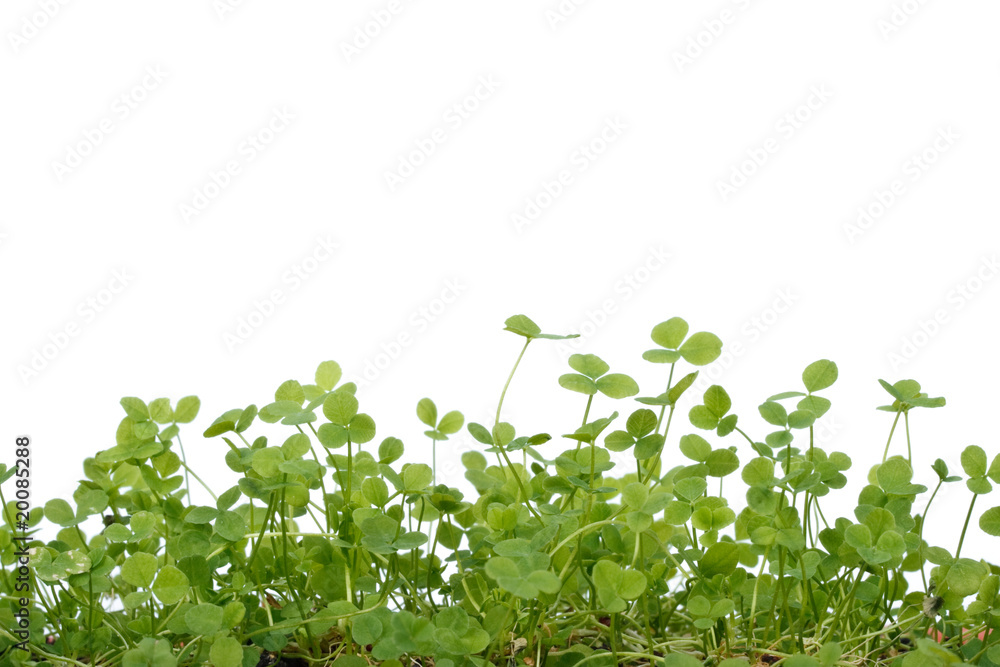 Clover background Clover background