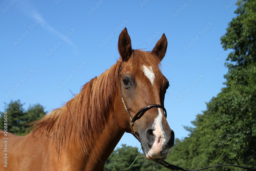 Fototapeta premium Araber-Mix