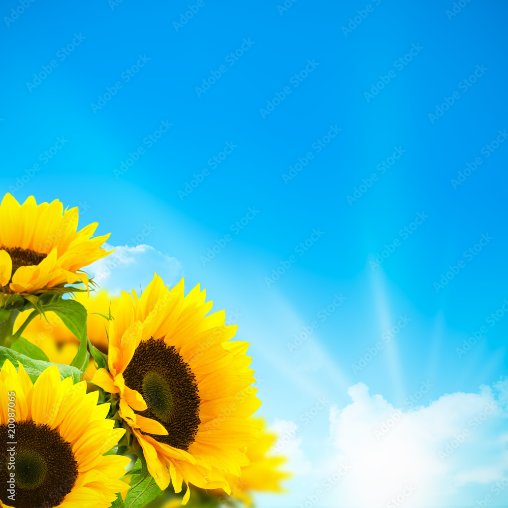 Obraz premium bouquet de fleurs de tournesols - fond ciel bleu et soleil
