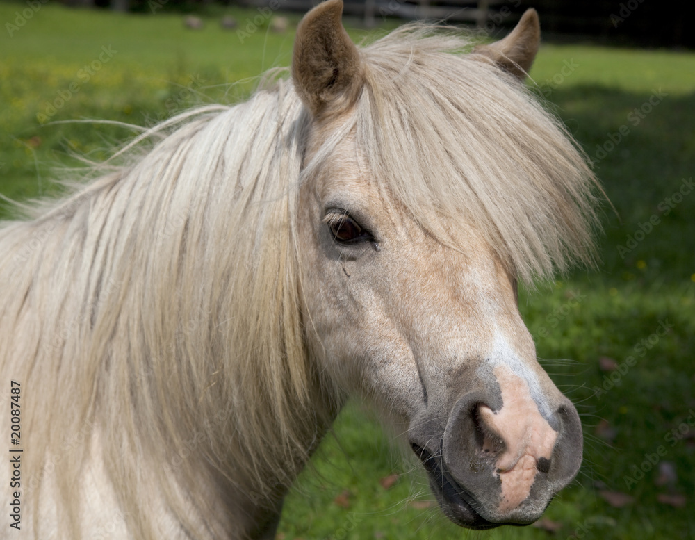 Obraz premium Pony--head and neck