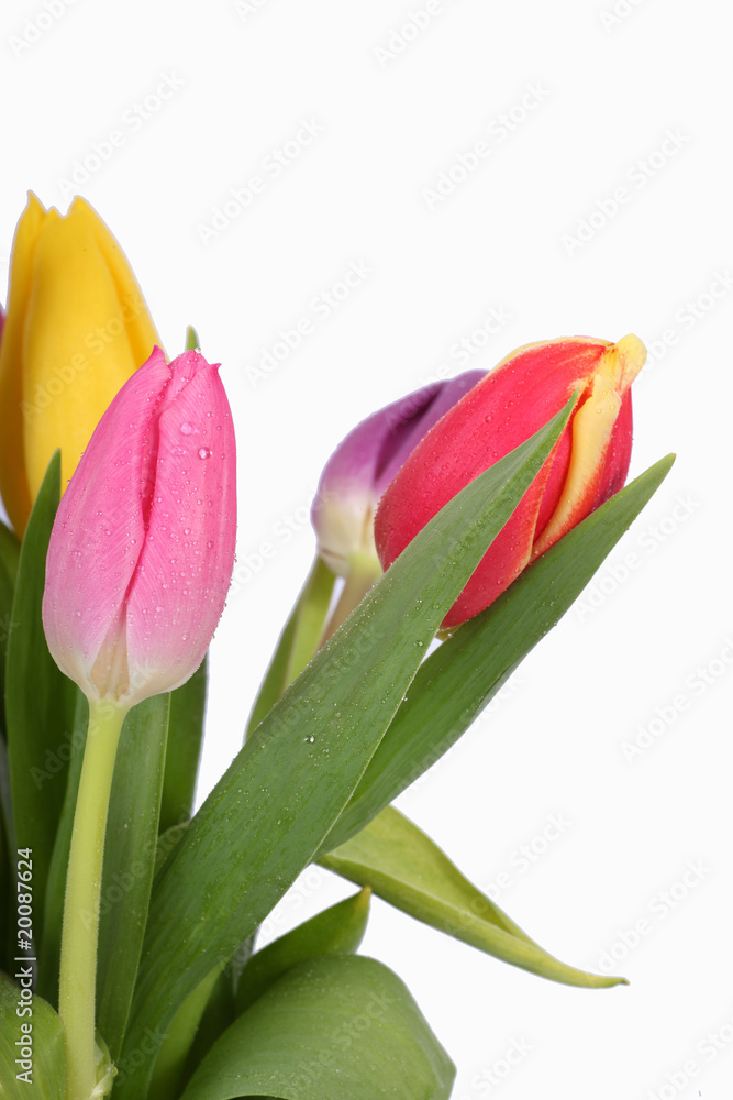 Fototapeta premium Tulpenstrauß