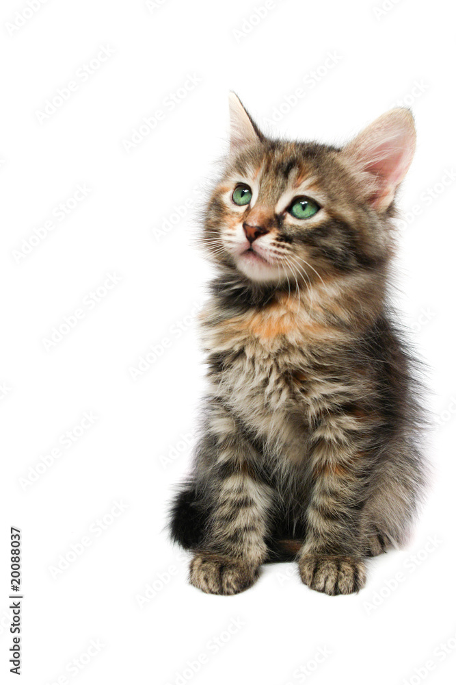 Fototapeta premium Kitten - isolated
