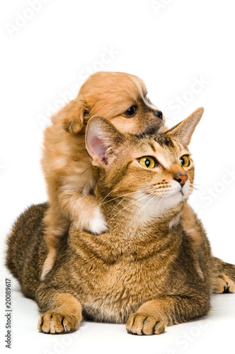 Puppy with a cat in studio
