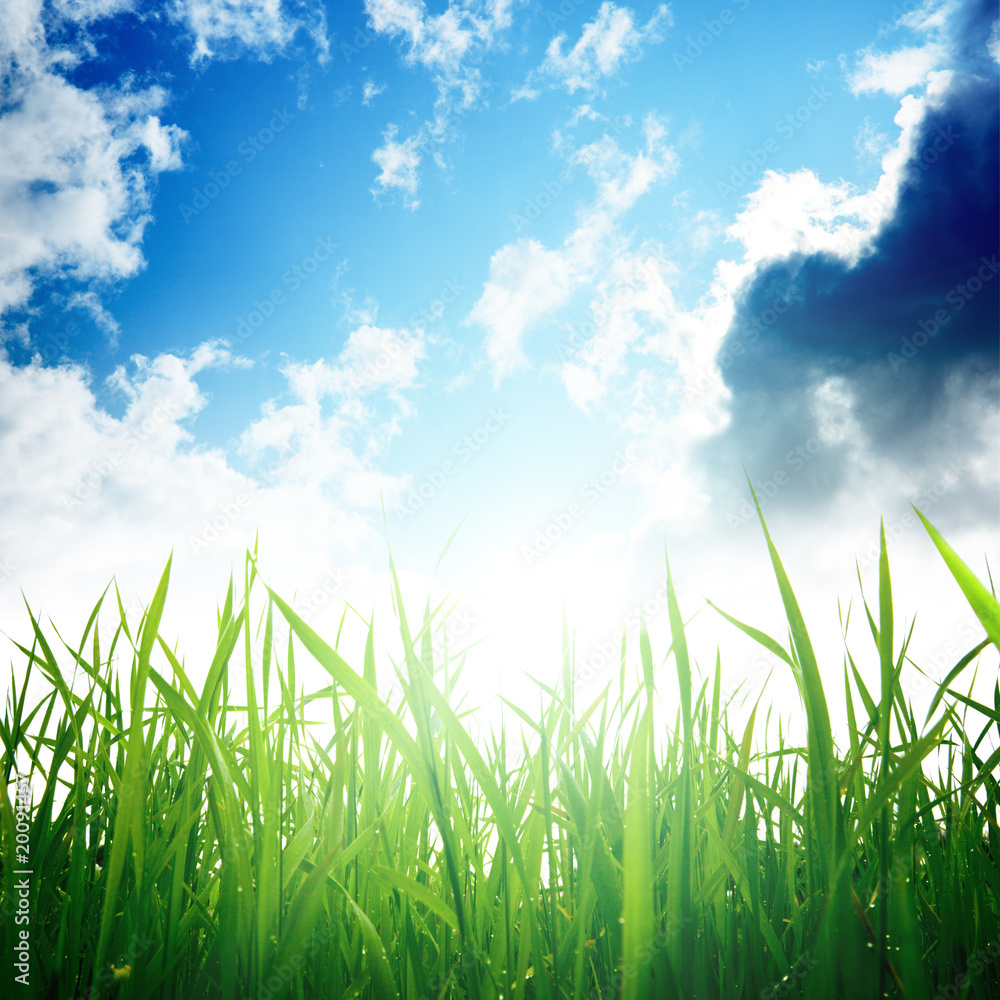 Obraz premium grass and cloudy sky