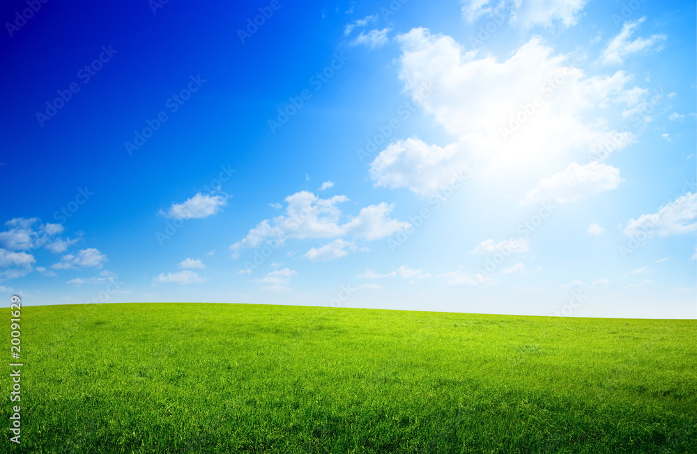 field of spring grass field of spring grass