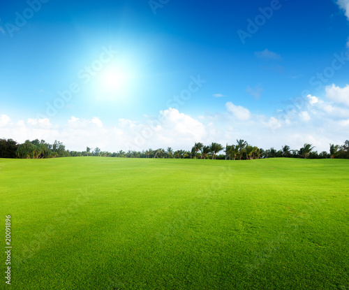 green field and trees
