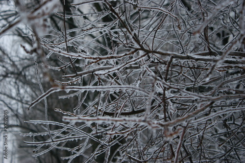 icy branches © Diana Vyshniakova