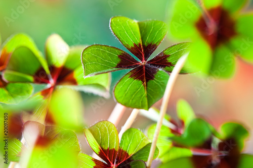 Four - Leaved Clover photo