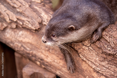 Oriental Small-clawed Otter (Aonyx cinerea)