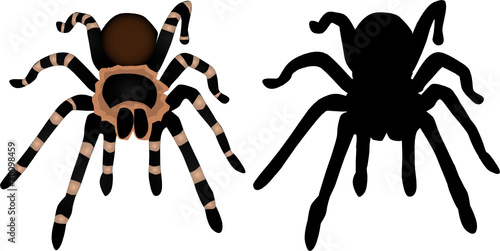 Spider Silhouette 1