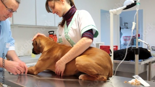 préparer le boxer pour l'intervention