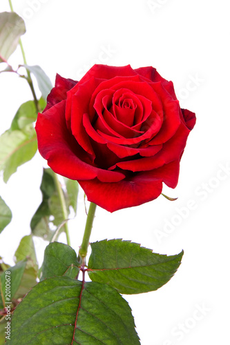 red rose in closeup over white background