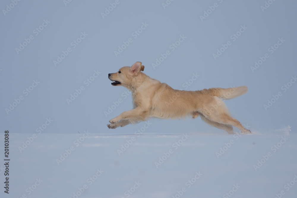 Golden Retriever Golden Retriever