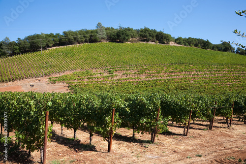 Weinanbaugebiet Nappa USA
