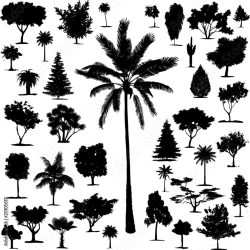 Beautiful Transparent Trees Vectors