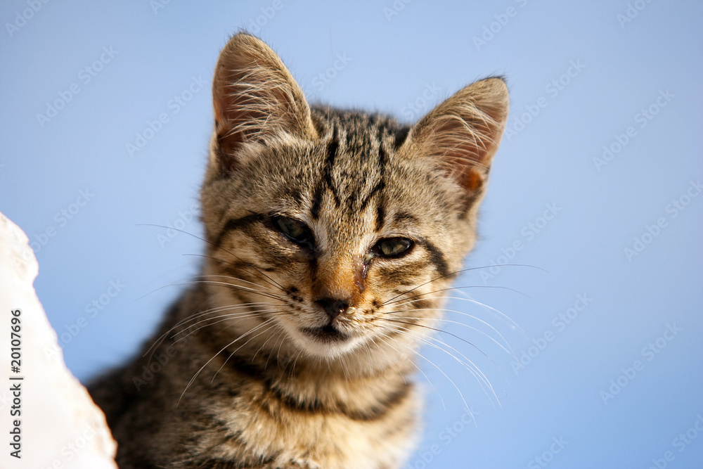 Chaton européen - petit chat malade
