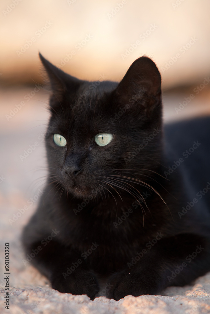 Chat noir Chat noir