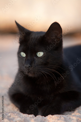 Fototapeta Naklejka Na Ścianę i Meble -  Chat noir