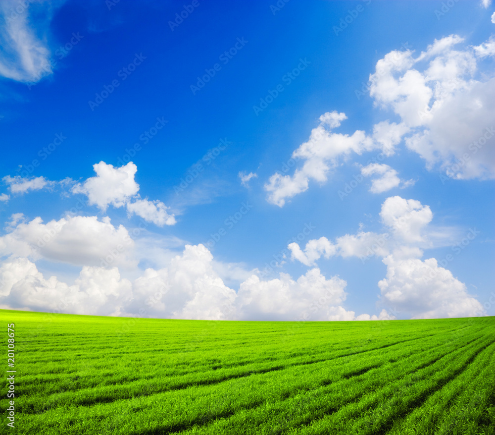 Green field and blue sky