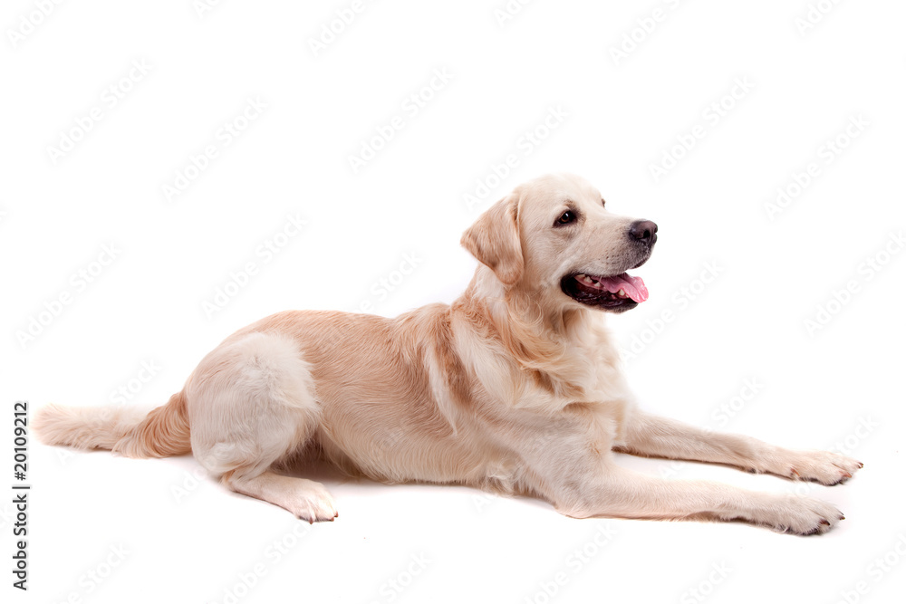 Golden Retriever Portrait Golden Retriever Portrait
