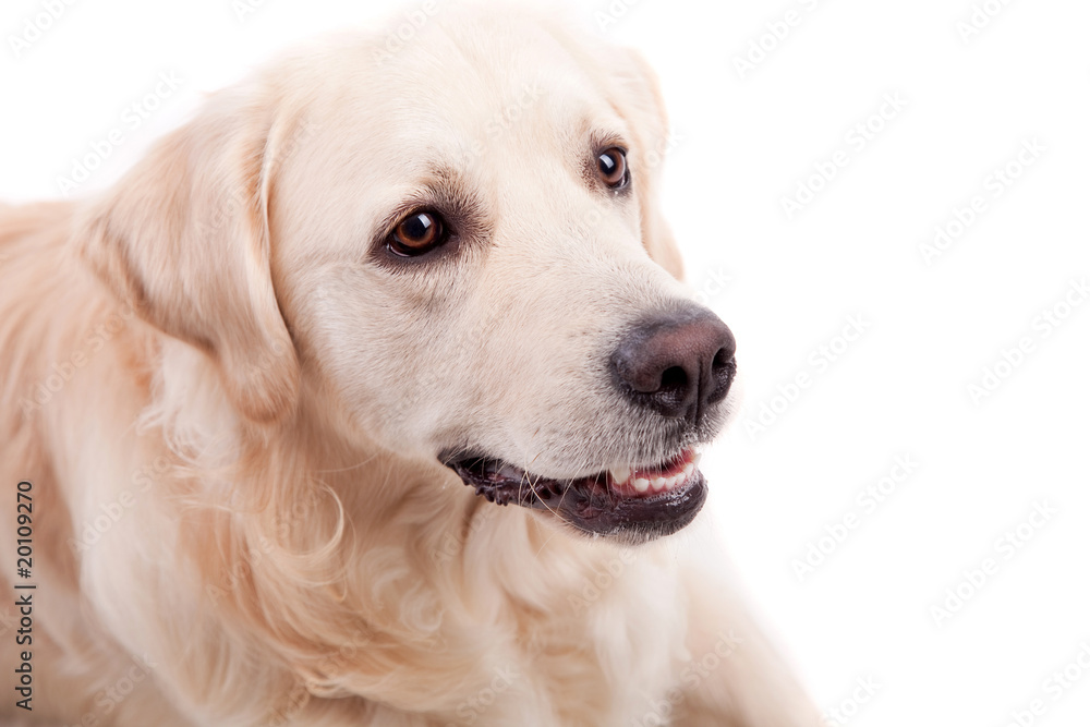 Golden Retriever Portrait Golden Retriever Portrait