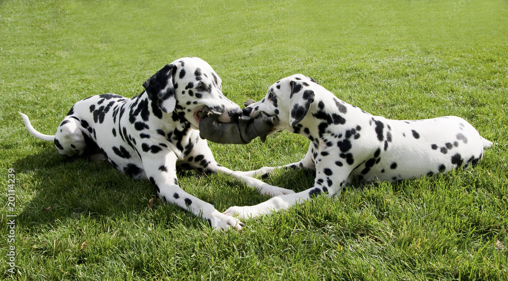 dog dog