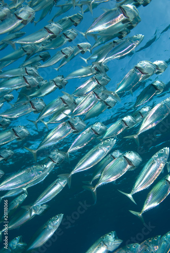 A school of Indian mackerel (Rastrelliger kanagurta)
