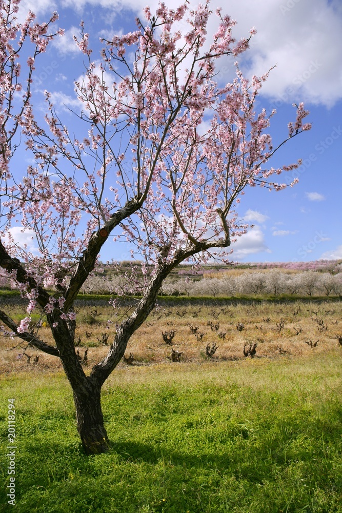 Almond flower trees field pink white flowers Almond flower trees field pink white flowers