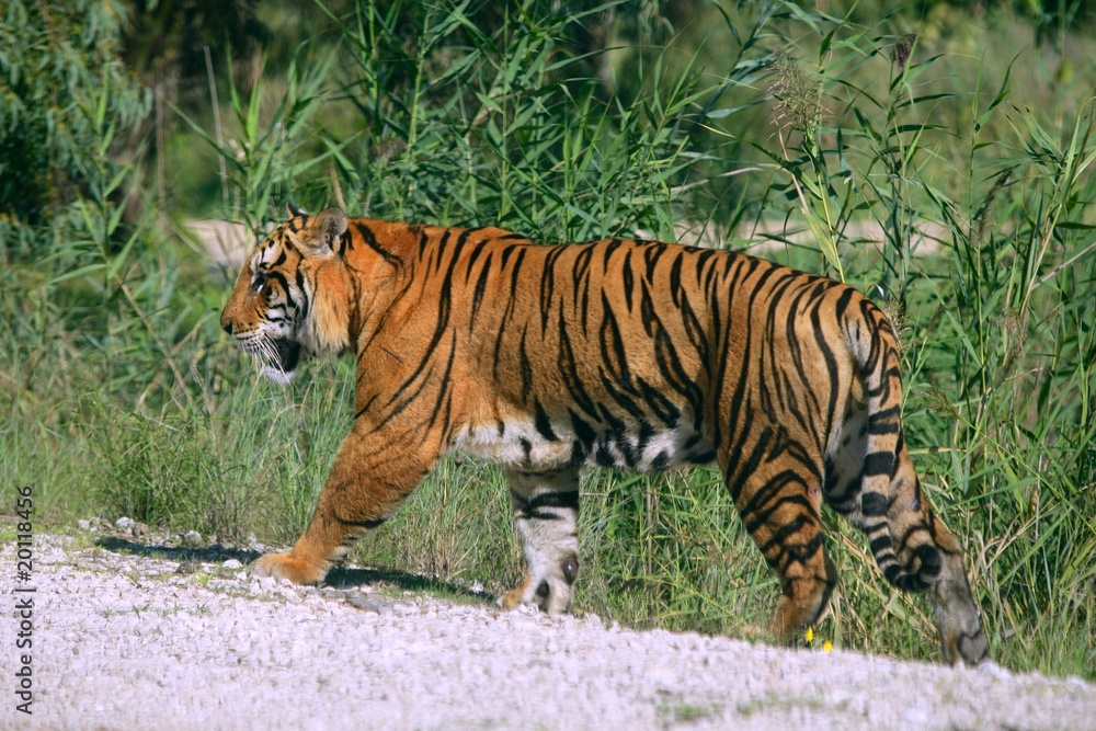 Obraz premium Bengala tiger outdoor portrait walking