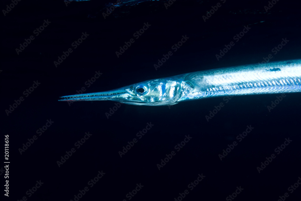 Fototapeta premium Red Sea needlefish (Tylosurus choram)