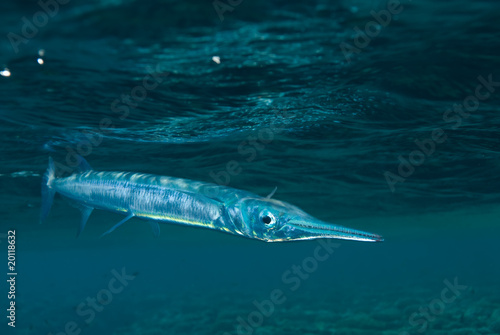 Red Sea needlefish (Tylosurus choram)