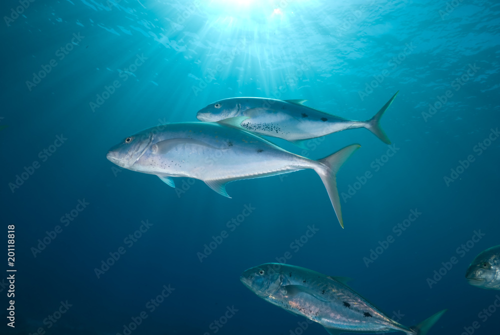 Obraz premium Yellow dotted trevally (carangoides fulvoguttatus)