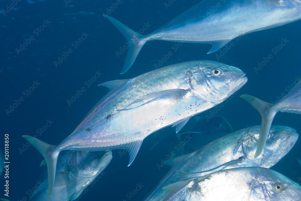 Fototapeta premium Yellow dotted trevally (carangoides fulvoguttatus)