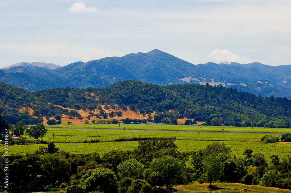 Napa Valley vineyard in California