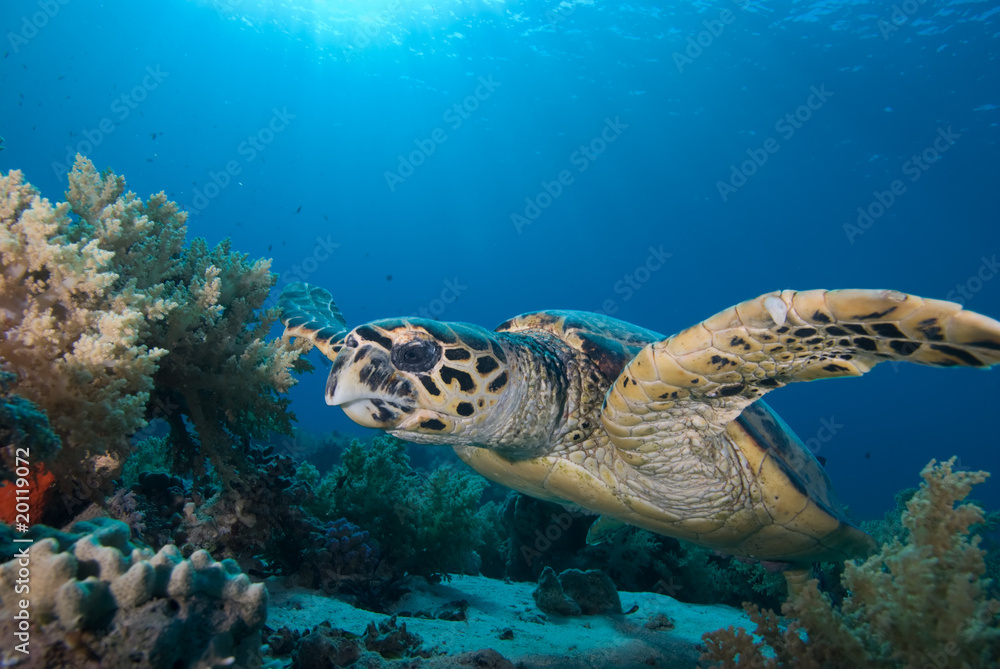 Fototapeta premium Hawksbill turtle (eretmochelys imbricata)