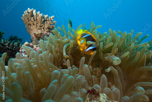 Red sea anemonefish  amphiprion bicinctus 