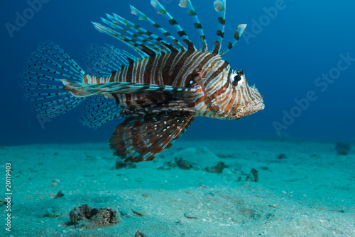 Common lionfish (Pterois miles), Red Sea, Egypt.