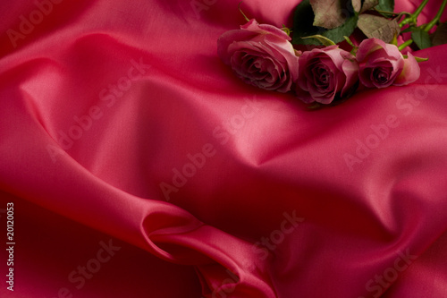 romantic roses photo