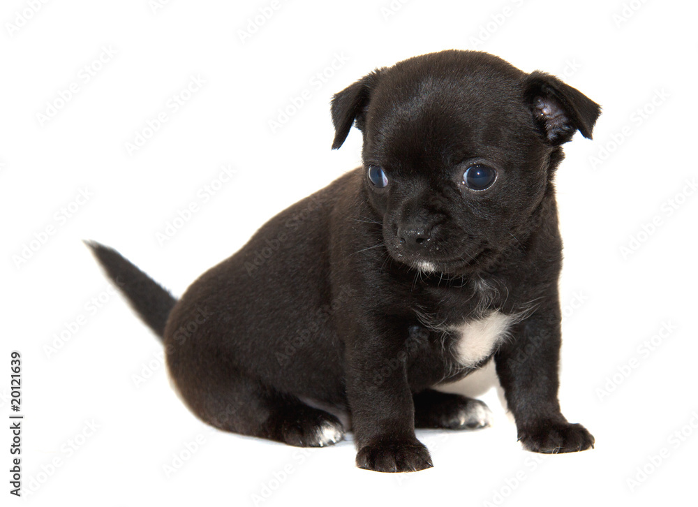 Chihuahua dog on white background Chihuahua dog on white background