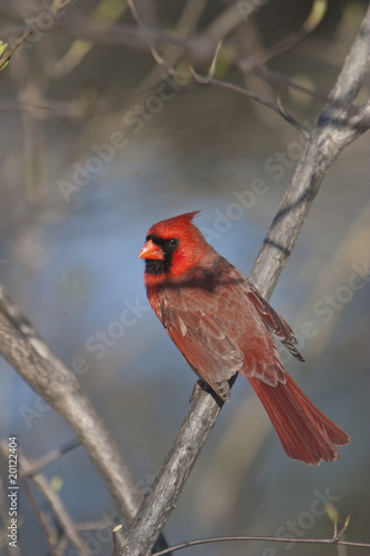 Northern Cardinal (Cardinalis Cardinalis)