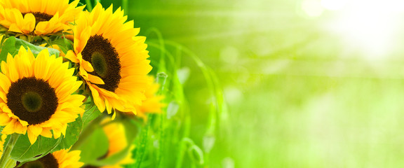 nature et énergie - fleurs de tournesols sur fond vert