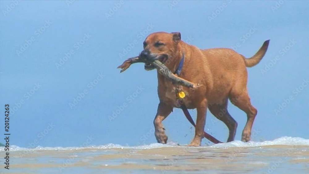 Dog at the Beach